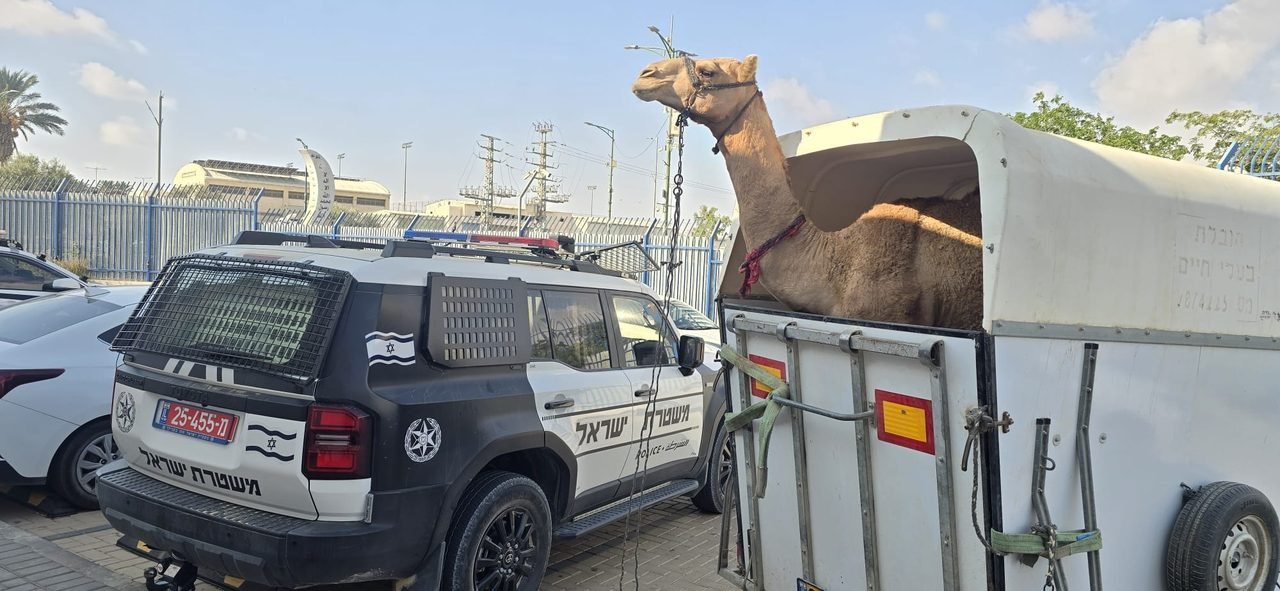 الشرطة: احبطنا تنظيم سباق إبل غير قانوني في منطقة إطلاق نار بالنقب وتوقيف قاصرين